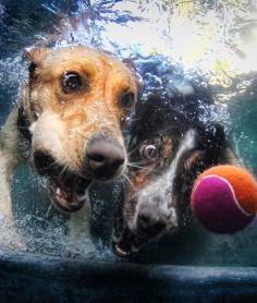 underwater dogs by seth casteel
