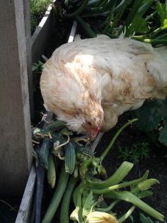 My old hen Willa patrols what's left of my zucchini plants for squash bugs.