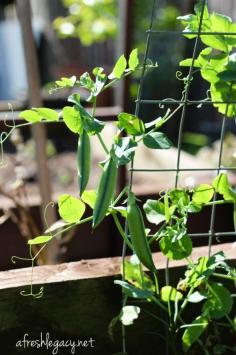 Peas. An end of Winter vegetable garden update
