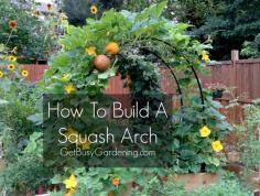 I've been talking a lot about my squash/bean arch lately. In case you missed it, here's how I built it. | GetBusyGardening.com