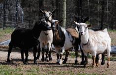 How to Raise Goats and their valuable use. #pioneersettler