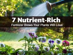7 Nutrient-Rich Fertilizer Brews Your Plants Will Love - use boiled egg water on African violets to help with bloom.