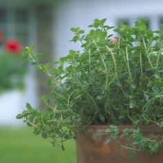 Thyme growing guide
