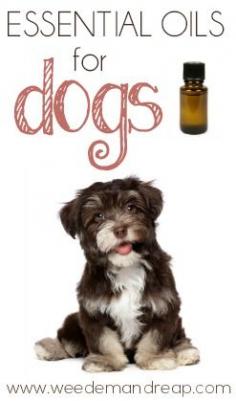 Great list of essential oils that can be used on dogs. #dog #animals #health #natural #essentialoils