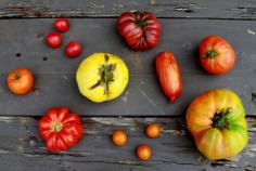 Stone Barns Center - Tomatoes: A Plethora of Color, Shape, Size and Taste