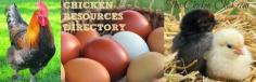 Every topic you need to care for your backyard chickens can be found on this one page in thumbnail images!