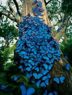 Blue Morpho Butterfly Swarm, Brazil