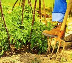 Gardening Tips Every Gardener Should Know  If you&#8217;re a gardener, or just interested in learning more about horticulture and how to grow thin...