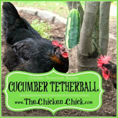 Cucumber Tetherball can be offered to chickens as an occasional snack while doing double-duty as a boredom buster- for the chickens and for ...
