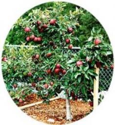 10 Tips on Growing Dwarf Fruit Trees