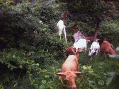 We love the way the goats clear weeds, poison ivy and brambles.