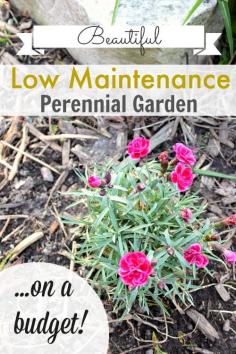 How to get a beautiful, low-maintenance perennial garden at your house on even the tiniest budget!