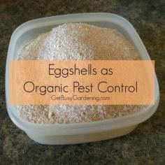 Crushed eggshells get under the hard shells of beetles, and acts like bits of glass to cut them up and kill them. You can't beat free organic pest control. Read more here. | GetBusyGardening.com