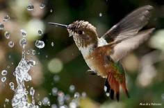 Helping Backyard birds Beat the Heat (very informative article)