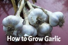 How to Grow Garlic -  Fall is the time to plant garlic. Garlic is easy to plant and care for, and it takes up very little space in the garden. Here's how to grow it...
