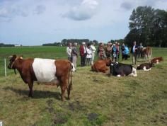 Meindert Nieuweboer geeft uitleg over de koeienrassen.