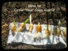 Greneaux Gardens: How to grow your own garlic