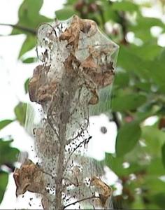 Tent Caterpillar Control - Mike's Backyard Nursery