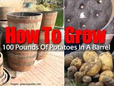 How To Grow a 100 Pounds of Potatoes in a Barrel -