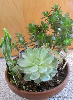 Succulents As Houseplants | GetBusyGardening.com