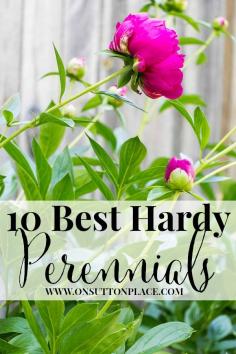 10 Best Hardy Perennials | Tips from a DIY Gardener | On Sutton Place | List of the best hardy perennials from a DIY gardener. Anyone can grow these!