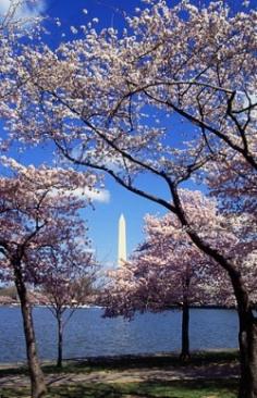The National Cherry Blossom Festival is held every year in Washington, D.C., our nation's capitol. The festival is traditionally held during the...