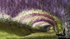 10 Beautiful Places on Earth that are Real,Wisteria Tunnel