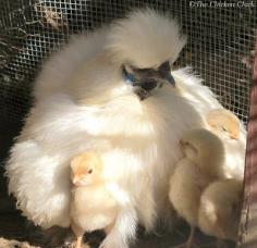 Broody hens will lose feathers after they come off the nest due to the drastic changes in nutrition and activity.