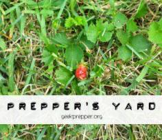 Make your yard a Prepper’s Yard -- I see all my neighbors doing their best to kill the weeds in their yard, so they’ll have plain old grass. I’m doing just the opposite, I’m encouraging some weed-ish plants to grown in my yard. I am creating a prepper’s yard.