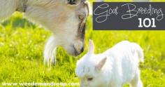 12 Facts about goat breeding cycles. #pioneersettler