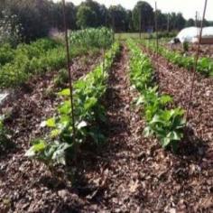 Growing Beans: Sustainable Protein - Organic Gardening - MOTHER EARTH NEWS
