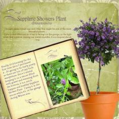 Sapphire Shower Plant