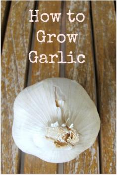 How to grow Garlic a tutorial mysoulfulhome.com