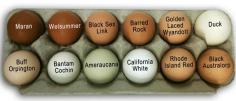 unique chicken feeder | assorted eggs from common chicken breeds