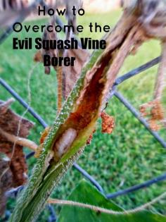 Greneaux Gardens: How to Overcome the Evil Squash Vine Borer