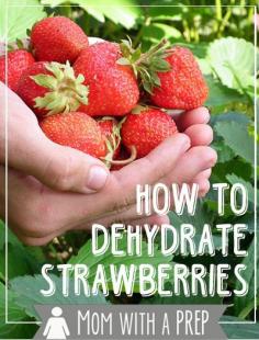 Mom with a PREP | What is the best way of preserving the early summer bounty of strawberries for winter? Dehydrate them! + a quick tip to make hulling strawberries easier!  #prepare4life  #dehydrate