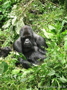 Click to see our video of a large silver-back gorilla in Parc National des Volcans, Rwanda. On the borders of Uganda and The Democartic Republic of Congo. We were lucky enough to visit these creatures high up in the mountains, but for how long will that be possible? Share this article to cause awareness on the near extinction of mountain gorillas!