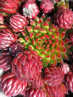 Els Jooren | Succulent #inspiredbycolor #beautifulcolor