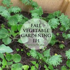 Time to think about a fall garden - Fall Vegetable Gardening 101