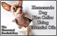The Homestead Survival | Homemade Dog Flea Collar Using Essential Oils | thehomesteadsurvi...