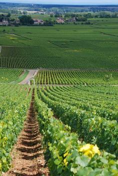 The vineyards of Chevalier-Montrachet, Montrachet, and Batard-Montrachet in Puligny-Montrachet, Burgundy, France | Jonathan Caves, Wikipedia
