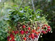 The Homestead Survival | How To Grow Strawberries In A Hanging Basket