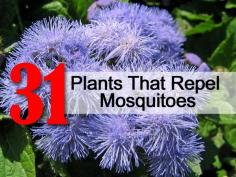 31-repel-mosquitoes