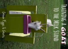 Training a goat to the milk stand is not an easy thing to do, but it is so rewarding in the end!