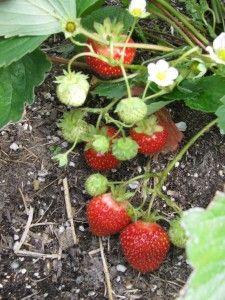 What to do With all the Strawberry Runners?