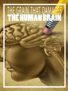 The Grain That Damages the Human Brain - Homesteading and Health