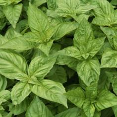 Turn Basil into Pesto: Organic Gardening