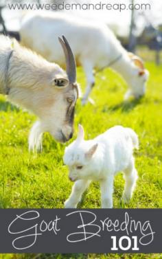 Goats need to breed & have babies before they can produce milk. #pioneersettler