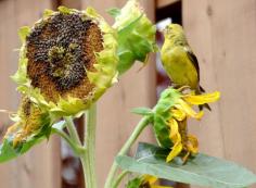 There’s really nothing so entertaining as watching birds, especially with children. Hanging a sunflower bird feeder in the garden is an inexpensive activity that will birds visiting the yard in droves. Read here for more information on using sunflower heads with kids.