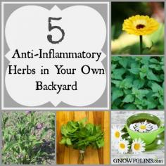 5 Anti-Inflammatory Herbs in Your Own Backyard | One of the reasons I love herbs so much is because of their ability to take care of every day symptoms. Did you sprain your wrist? Yep, there's a plant that can help. Need something to soothe the baby's bug bites? Check -- that one's covered too. Here are five seemingly common plants that happen to be anything but common when it comes to reducing inflammation and relieving swelling and pain. | GNOWFGLINS.com